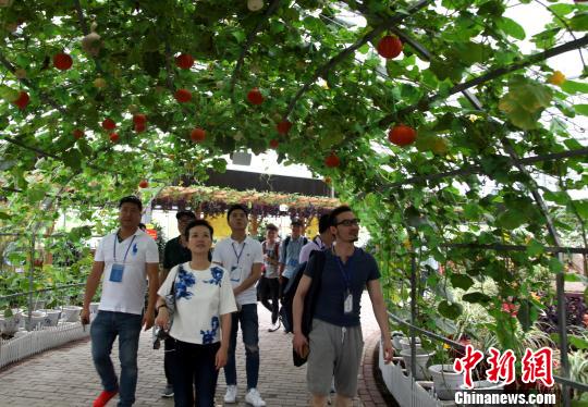 圖為海外媒體記者參觀玉林“五彩田園”現(xiàn)代特色農(nóng)業(yè)示范區(qū)?！钪拘?攝