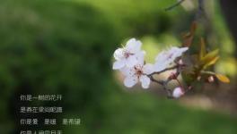 人間四月天，水泥廠里眾位“仙子”在等著與你浪漫邂逅