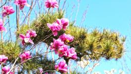 復(fù)工復(fù)產(chǎn)進(jìn)行時(shí)：詩韻畫卷里的洛陽中聯(lián)！