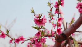 人間四月芳菲盡，桃花朵朵映中聯(lián)！